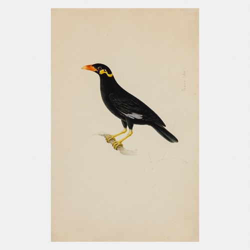 Collection of Six Company School Paintings of Birds